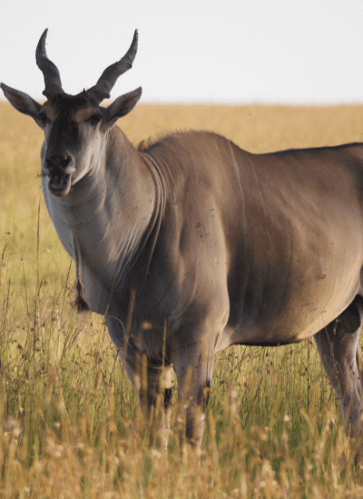 12 DAYS KENYA & TANZANIA COMBO LUXURY SAFARI