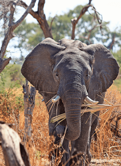 13 DAYS SCENIC KENYA MIDRANGE SAFARI