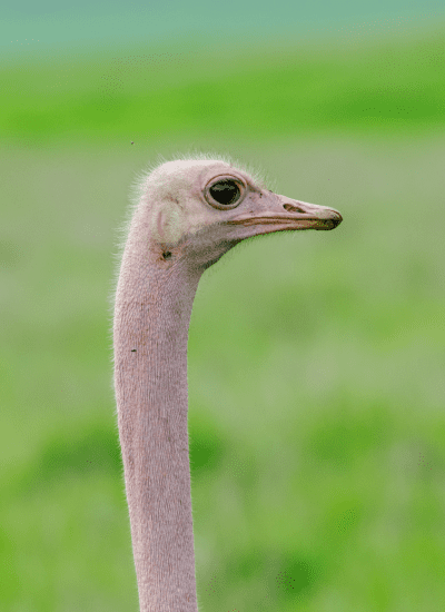 20 Days Best of Kenya Bush & Beach Luxury Safari