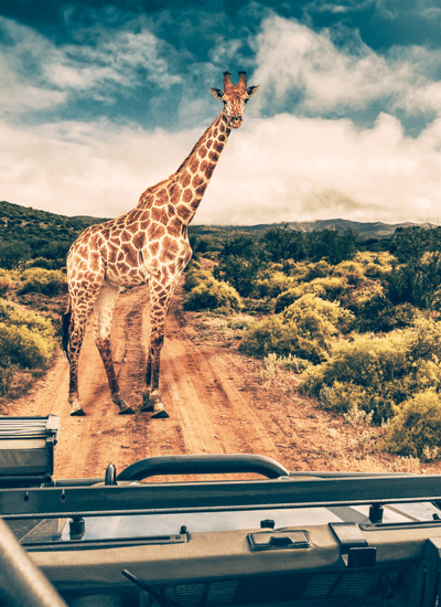 7 DAYS TANZANIA TREASURES MIDRANGE SAFARI