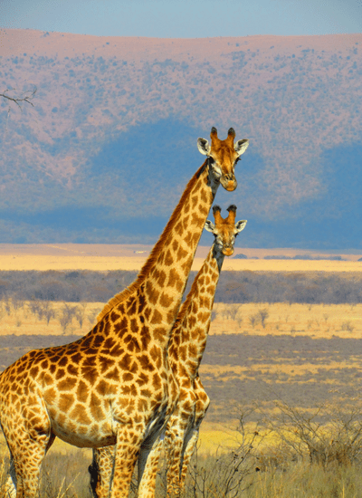 12 DAYS KENYA & TANZANIA COMBO MIDRANGE SAFARI